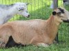 Heritage Public Library 40th Birthday and Petting Zoo: July 31, 2021