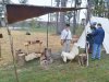 Historical Reenactment at Cumberland Plantation 10-11-14
