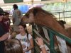 New Kent County Fair 2013