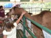 New Kent County Fair 2013