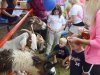 New Kent County Fair 2014