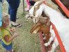 New Kent County Fair 2014