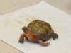 Reptile World at Heritage Public Library 6-15-15