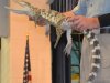 Reptile World at New Kent Elementary 4-2-15