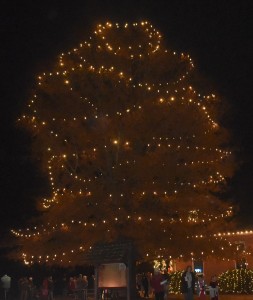 A 40-foot tall tree is lit up in the night’s sky at the conclusion of the illumination event.
