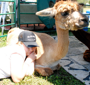 Vendors and exhibits highlighted the 10t anniversary event. Above, Brittany Bell finds that Gabby the alpaca makes a fine pillow when it comes to taking a short afternoon siesta.